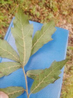 Quercus Martinezii.jpg