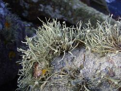 Ramalina siliquosa Raz.jpg