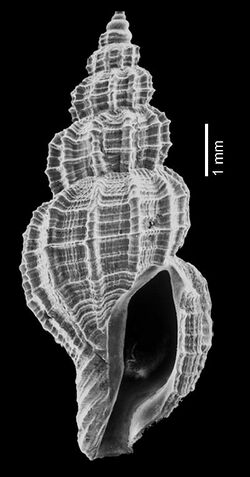 Raphitoma margaritata 001.jpg