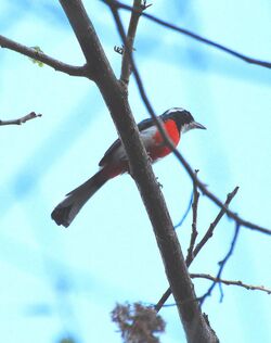 Red-breasted Chat.jpg