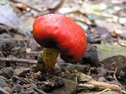 Red pouch fungus 01.jpg