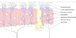 Riechschleimhaut.svg