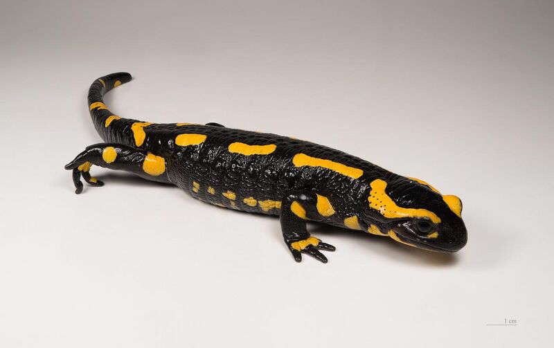 File:Salamandra salamandra MHNT 1.jpg