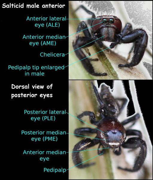 File:Salticidae Male Anterior annotated.jpg