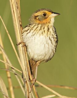 Saltmarsh sparrow perched in the marsh (50140976278) (cropped).jpg