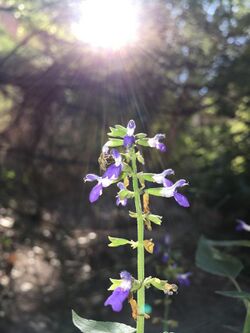 Salvia amissa.jpg