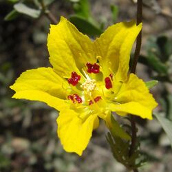 Scyphanthus stenocarpus.jpg