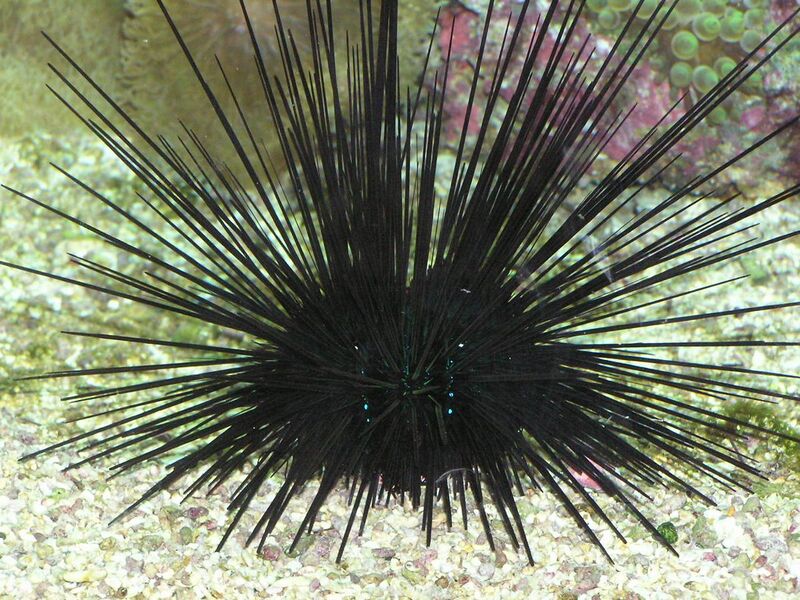 File:Sea urchin (217110954).jpg