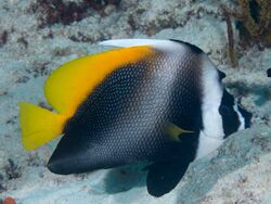 Singular bannerfish (Heniochus singularius) (47285642772).jpg