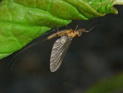 Siphlonuridae - Siphlonurus lacustris.JPG