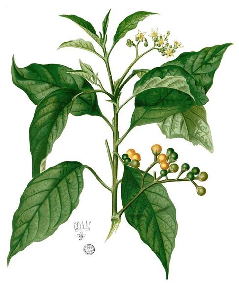 File:Solanum erianthum Blanco1.86-cropped.jpg