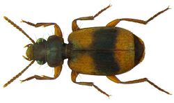 Somotrichus unifasciatus (Dejean, 1831) (5961093203).jpg