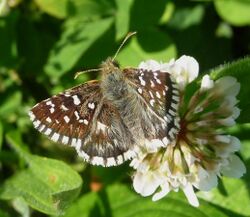 Southern Grizzled Skipper. Pyrgus malvoides. Hesperiidae - Flickr - gailhampshire (1).jpg