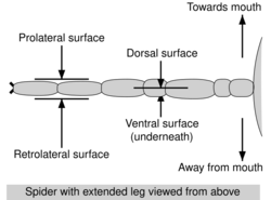 Spider surfaces labelled en.svg