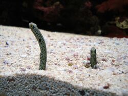 Spotted garden eels at the Seattle Aquarium.jpg