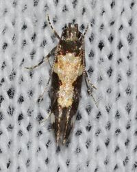 Stegasta bosqueella - Red-necked Peanutworm Moth (14643296410).jpg