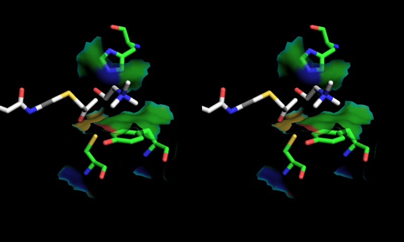 File:Stereoscopic depiction of choline and acetyl-CoA in ChAT active site..png