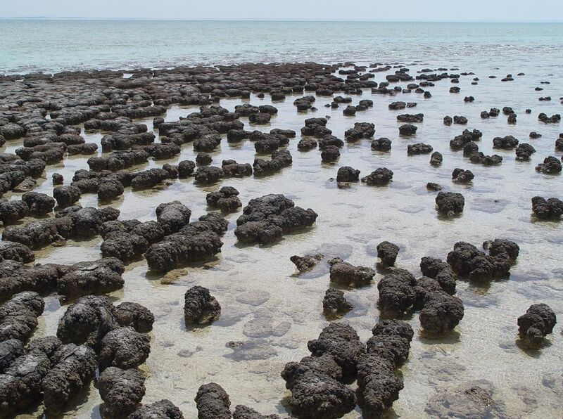 File:Stromatolites in Sharkbay.jpg