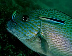 Sweetlips wrasse Nick Hobgood.jpg