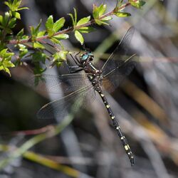 Tasmanian Swamp Tigertail, Synthemis tasmanica, male.jpg