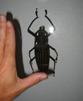 Taveuni longhorn beetle.jpg