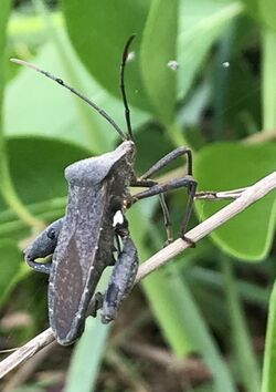 The hemipteran bug Mictis tenebrosa.jpg