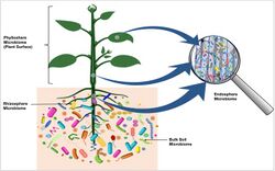 The plant microbiome.jpg