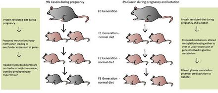 Protein-restricted (PR) diets fed to maternal mice leads to transgenerational effects in the offspring, up to the F3 generation depending on the length of protein restriction. All offspring are adequately fed, i.e. are not on a PR-diet. Grey mice represent wild-type phenotypes and pink mice represent offspring with either a genetic predisposition to hypertension (maternal rat fed PR-diet during pregnancy) or diabetes (maternal rat fed PR-diet during pregnancy and lactation). Mechanisms behind PR-diets are only proposed, as further research is needed to confirm their exact pathways