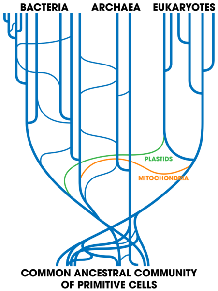 File:Tree Of Life (with horizontal gene transfer).svg