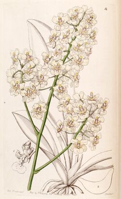 Trichocentrum stramineum (as Oncidium stramineum) - Edwards vol 26 (NS 3) pl 14 (1840).jpg