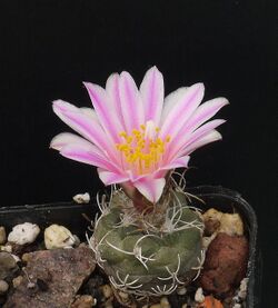 Turbinicarpus pseudomacrochele, Pico Bernal, QUER..JPG