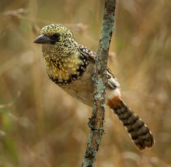 Usambiro Barbet - Trachyphonus darnaudii usambiro - Kenya IMG 5365, crop.jpg