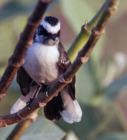 White-browed Fantail (Rhipidura aureola) at Sindhrot near Vadodara, Gujrata Pix 223.jpg