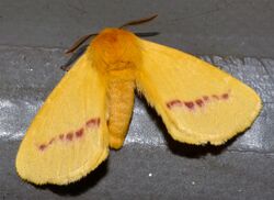 Wrenched Monkey Moth (Stenoglene roseus) (13899997646).jpg