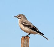 Xolmis cinereus -Fazenda Campo de Ouro, Piraju, Sao Paulo, Brasil-8.jpg