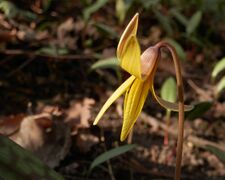 Yellow Trout Lily (Erythronium americanum).jpg