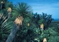 Yucca linearifolia MEX BB.jpg