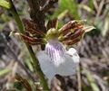 Zygopetalum sincoranum.jpg