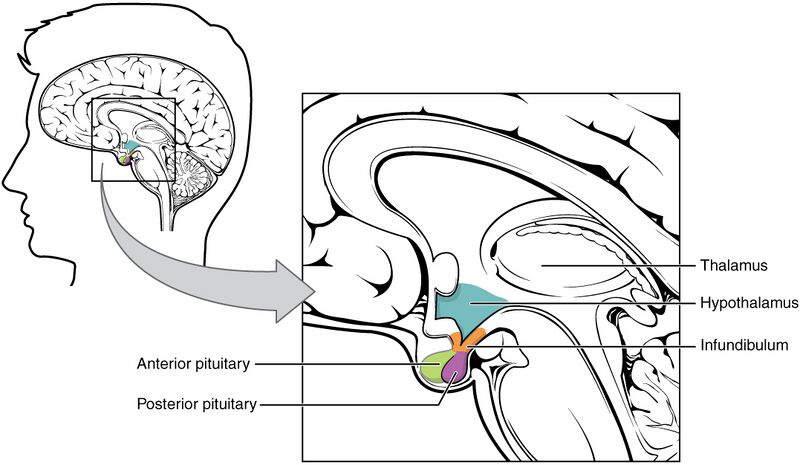 File:1806 The Hypothalamus-Pituitary Complex.jpg