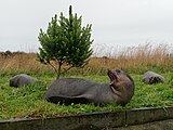 2021-04 Amsterdam Island - Subantarctic fur seal 14.jpg