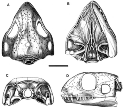 Acleistorhinus four images.png