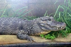 The Chinese alligator's head and front part of body among grass next to water