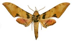 Ambulyx kuangtungensis f. adhemariusa (China, Henan, Luo Yang City, Mt. Niuxinduo) (070703142) male upperside.jpg
