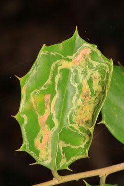 American Holly Leaf Miner - Phytomyza opacae, Mason Neck, Virginia (38078027491).jpg
