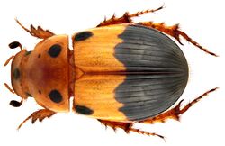 Aphodius (Adeloparius) septemmaculatus Fabricius (4526247080).jpg
