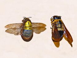 Apidae - Xylocopa africana-001.JPG