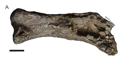 Right femur of the holotype