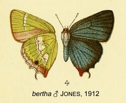 BerthaJones1912OD.jpg