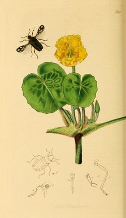 British Entomology Volume 7 (John Curtis) Plate 681.jpg
