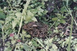 Bufo himalayanus.jpg